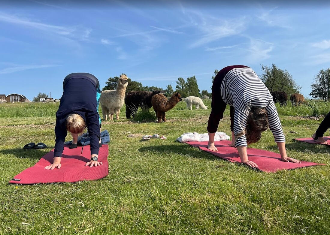 Yoga retreat in Alpaca farm, Estonia (2025)